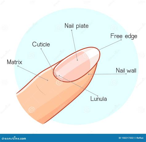 Nail Anatomy Labeled