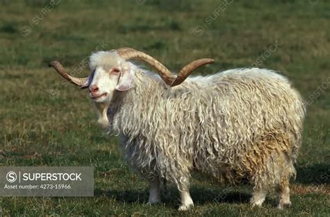 Image result for Angora Goat Wool