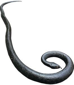 GTTT Rubber Lifelike Snakes Wild Life Toys Snake Gag Toy Price in India ...