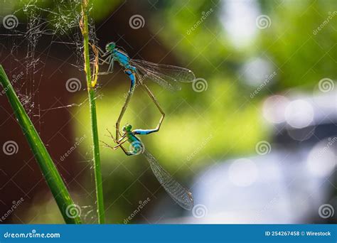 Selective Focus Shot of Mating Dragonflies Stock Photo - Image of love ...