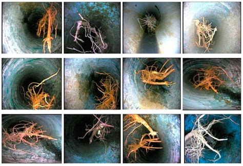 S-BIRD: A Novel Critical Multi-Class Imagery Dataset for Sewer ...
