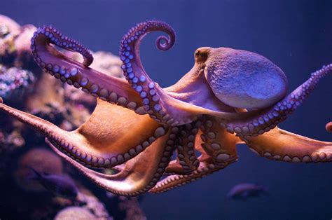 Image result for How Octopus Change Color