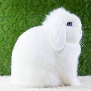 Image result for Brown and White Holland Lop