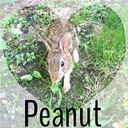 Image result for Cute Wild Baby Bunnies