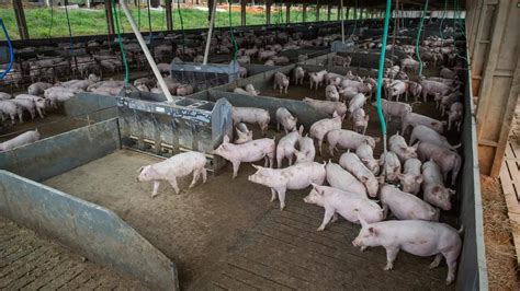 Brasil terá produção recorde de carnes suína e de frango em 2026 ...