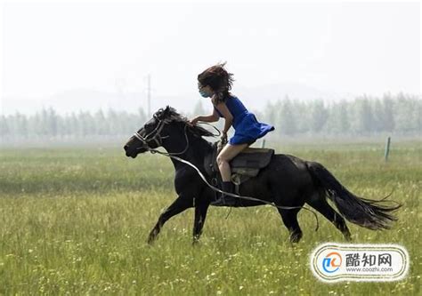 如何挑选骑乘马,最适合骑乘的大型马,马的种类及图片和介绍_大山谷图库