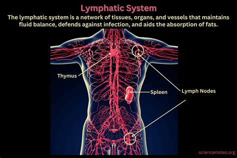 Image result for Lymphatic system Functions