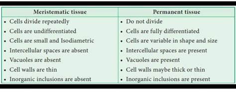 DIFFRENCE between Meristematic tissue and permanent tissue - Brainly.in