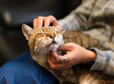 The Best Cat Skin Allergy Treatments of 2025 | The Pet Institute