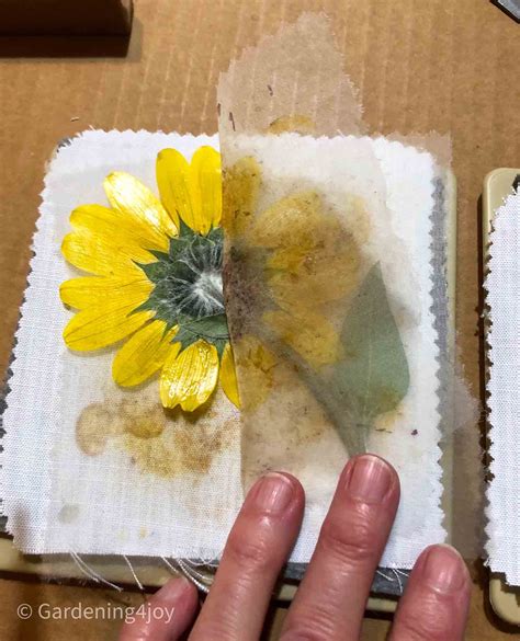 How to create perfectly pressed flowers with a microwave flower press ...