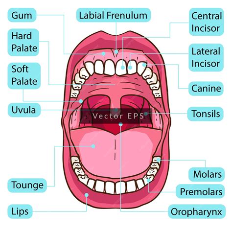 La boca humana los dientes las partes del cuerpo la anatomía | Vector ...