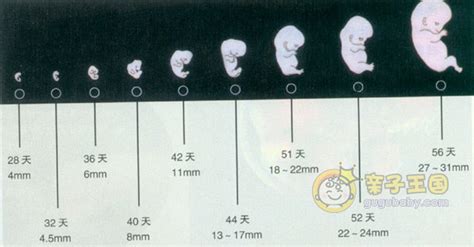 怀孕两个月胎儿大小(图)_怀孕2个月的症状_怀孕知识-孕妇手册