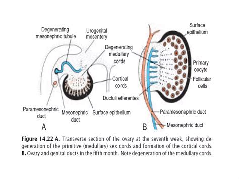 Embryology of the urogenital system | PPT