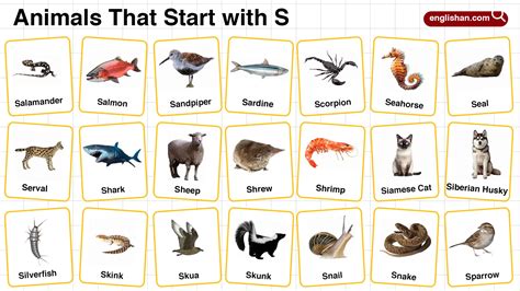 20+ Animals that Start with Q in English with Pictures