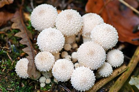 Puffball | Fungus, Description, Edible, Spore Dispersal, Species ...