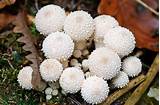 Puffball | Fungus, Description, Edible, Spore Dispersal, Species ...