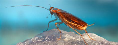 Cockroach Infestation Solutions 的图像结果