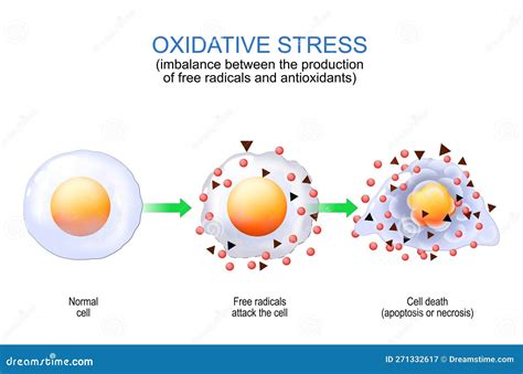 Free Radicals And Antioxidants Scimago at William Ashbolt blog