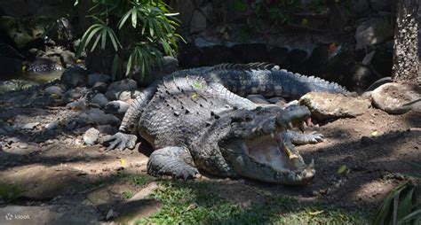 Bali Reptile Park Admission Ticket in Bali, Indonesia - Klook India