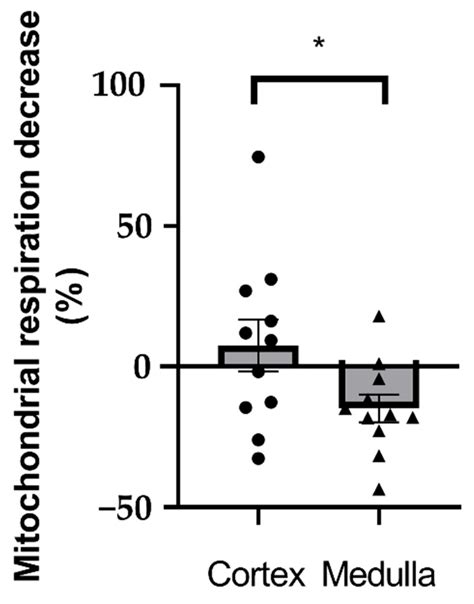 The Effects of Glyphosate and Roundup® Herbicides on the Kidneys ...