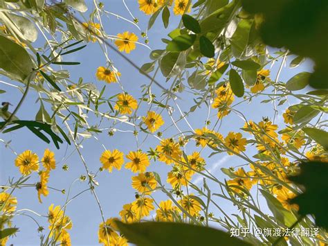 +inuria 的图像结果