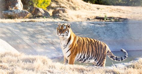 What does the future look like for big cats after CoP19? - FOUR PAWS ...