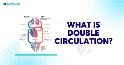 Image result for Explain Double Circulation in Simple From
