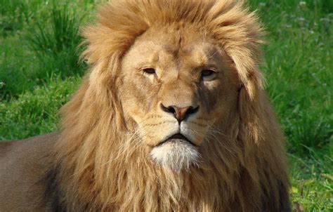 Wallpaper Large, Leo, Mane for mobile and desktop, section животные ...