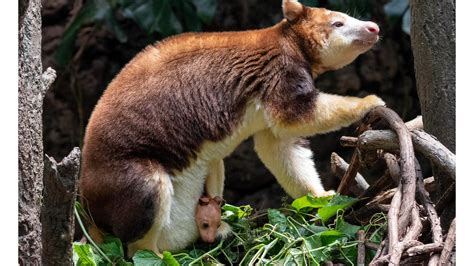 Image result for Kangaroo Evolution Tree