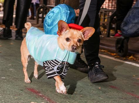 In pictures: Halloween gone to the dogs - October 28, 2024 | Reuters