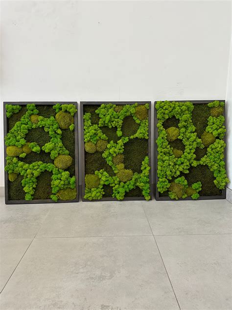 Set of 3 Moss Wall Art Frame Eco Natural Living Wall Ar - Etsy
