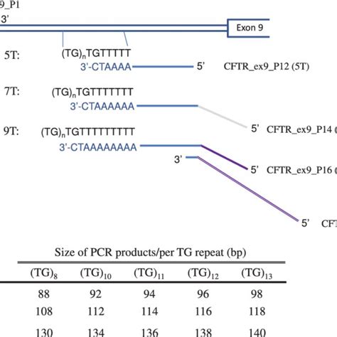 Image result for Multiplex PCR Primer Design