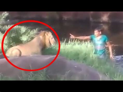 Image result for Terrifying Lion Encounters