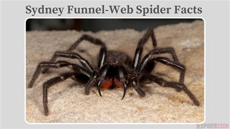 Sydney Funnel-Web Spider: 31 Surprising Facts (Atrax Robustus)