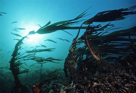 Saltstraumen Dykkecamp - All You Need to Know BEFORE You Go