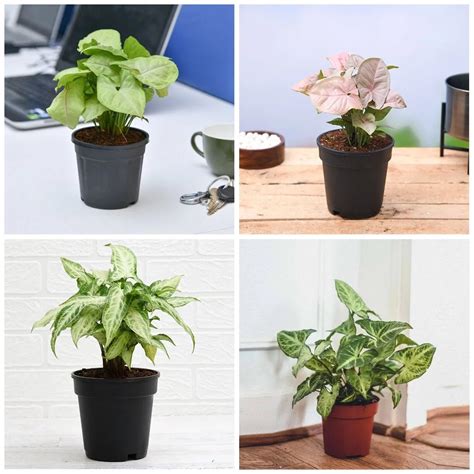 Buy Pack of 4 Syngonium Plants for Forever Green Garden online from ...