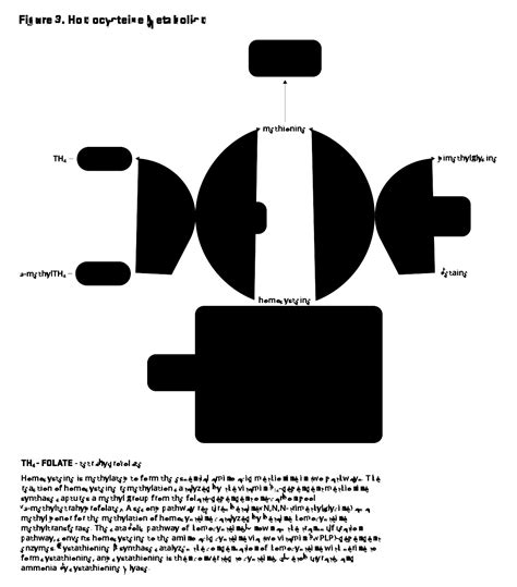 Image result for Folate Function