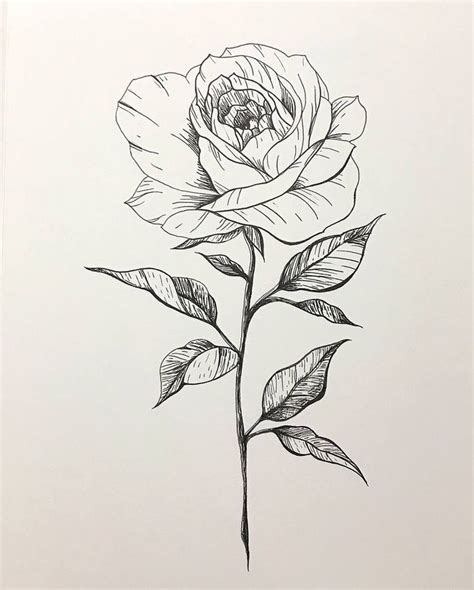 rose drawing line art