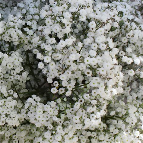 Wholesale Baby's Breath - bulk Baby's Breath near me - FiftyFlowers