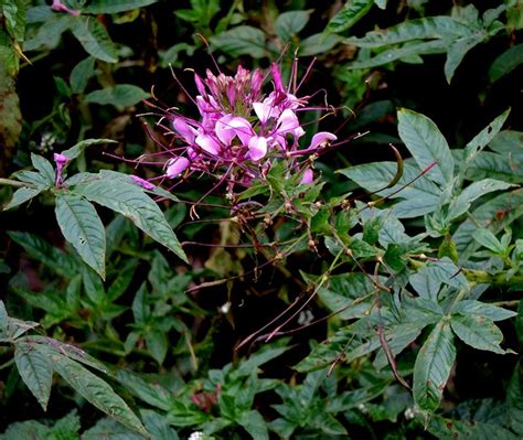 National Innovation Foundation-India