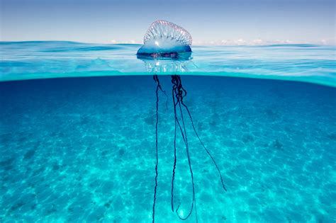 Blue Bottle Jellyfish On Beach