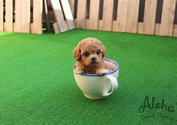 Image result for Healthiest Teacup Breed Dogs