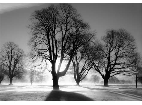 Image result for Tree Armor