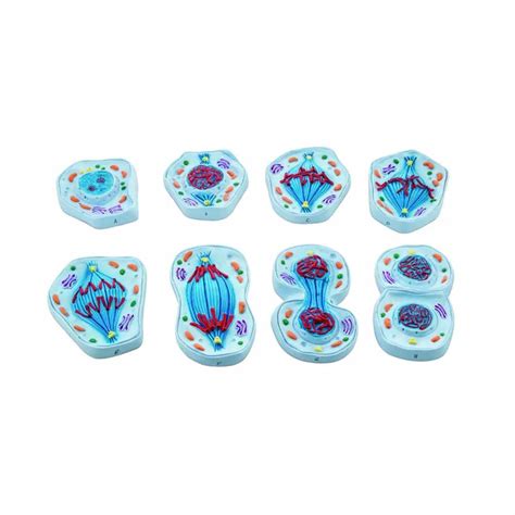 Buy Mitosis Model Set – 8 Educational Stages for Biology Labs