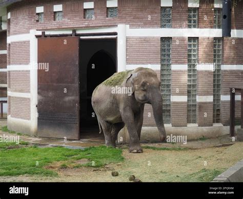 The Asian elephant, or Indian elephant, Elephas maximus is a mammal of the Proboscis order, a ...