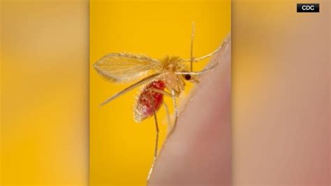 CDC: Tropical parasite causing skin infections in US