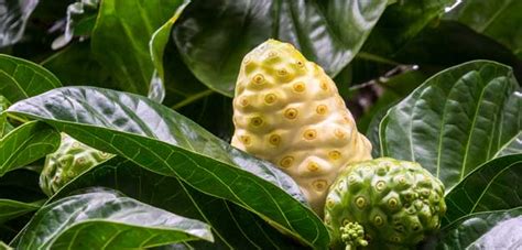 Noni Juice Benefits: गठिया, डायबिटीज और मोटापे की समस्या में मददगार है ...