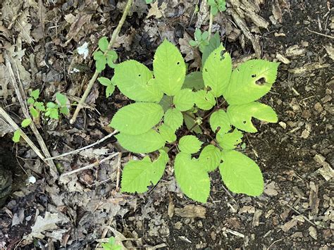 Middle Tennessee researchers are studying rare, wild ginseng in a secret location | WPLN News