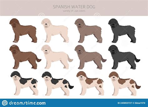 Spanish Water Dog Coat Colors, Different Poses Clipart Stock Vector ...