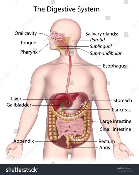 Image result for Basic Digestive System